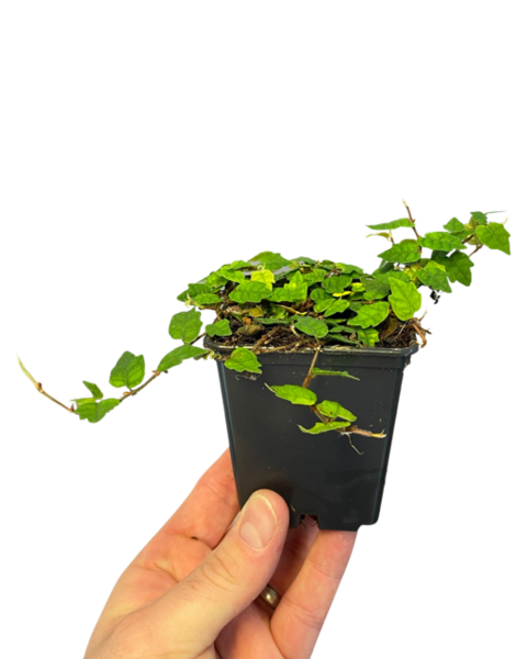 Ficus Montana (Oak leaf Ficus)