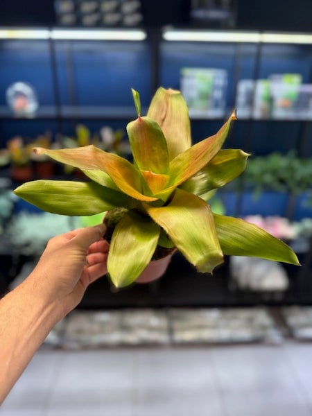 Neoregelia XL Mix 2.