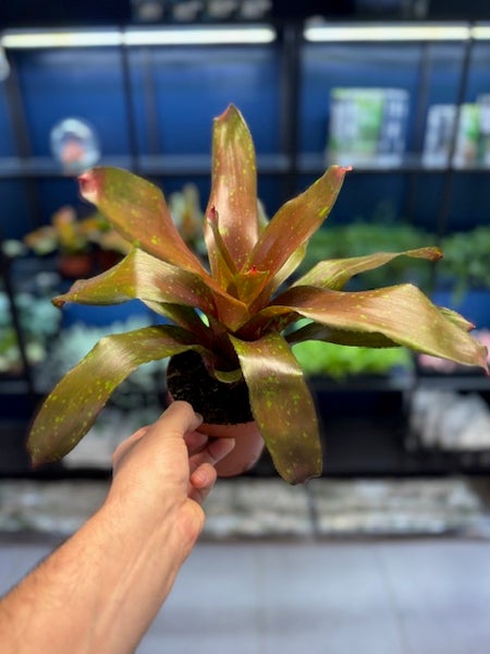 Neoregelia XL Mix 3.