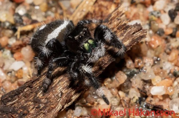 Phidippus regius / Hyppyhämähäkki