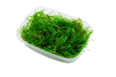 Tropica, Vesicularia ferriei Weeping (Riippasammal /Itkusammal) Annospakkaus